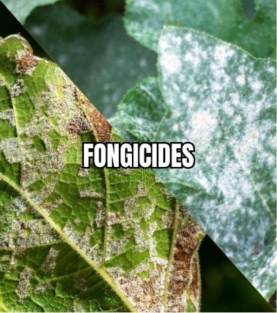 Image de la catégorie FONGICIDE
