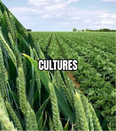 Image de la catégorie CULTURE