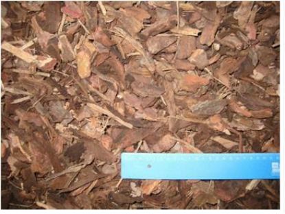 Image de ECORCES SYLV DEPART