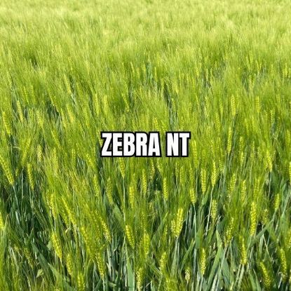Image de ZEBRA NT