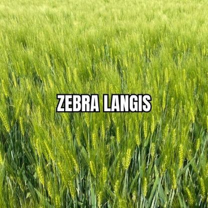 Image de ZEBRA LAN