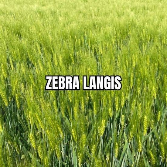 Image de ZEBRA LAN