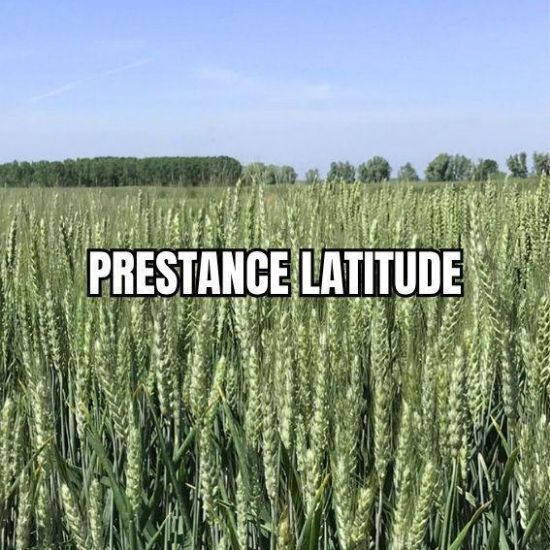 Image de PRESTANCE LAT BB