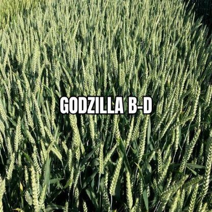 Image de GODZILLA B-D