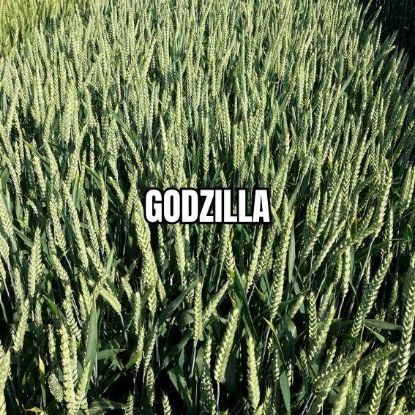 Image de GODZILLA