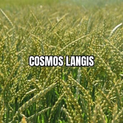 Image de COSMOS LAN
