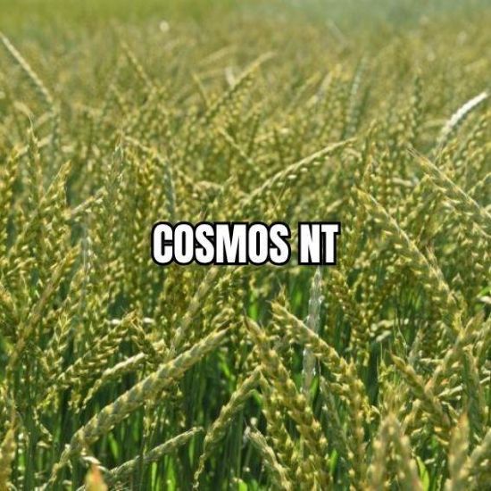 Image de COSMOS NT