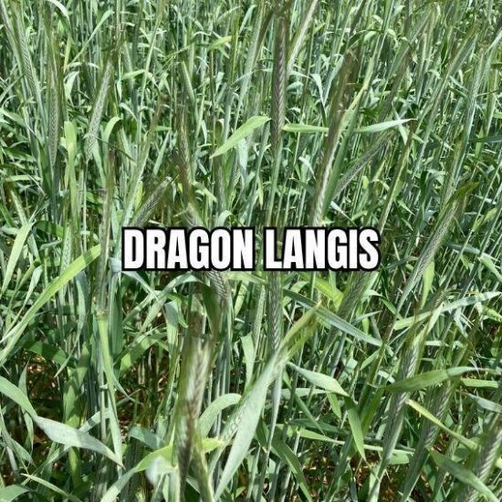 Image de DRAGON LAN