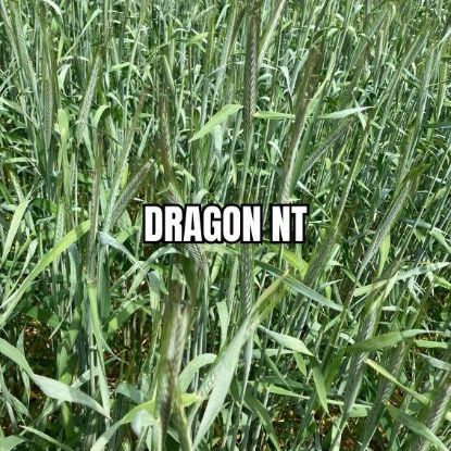Image de DRAGON NT