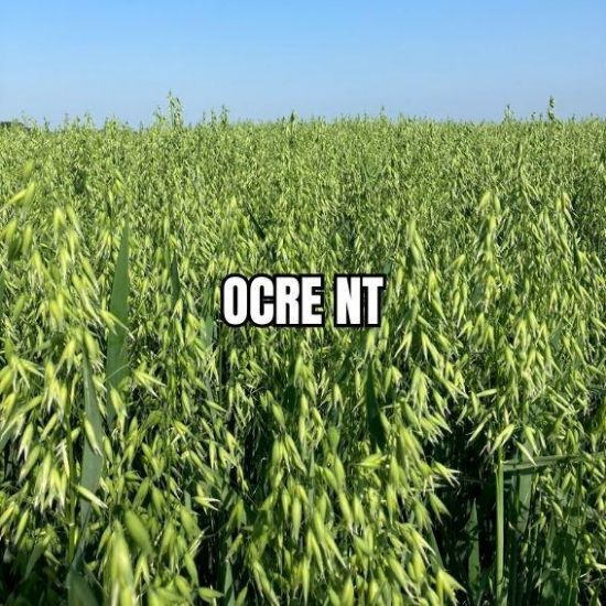 Image de OCRE NT