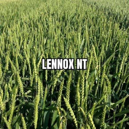 Image de LENNOX NT BB