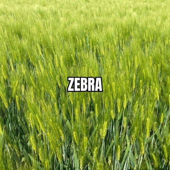 Image de ZEBRA BB