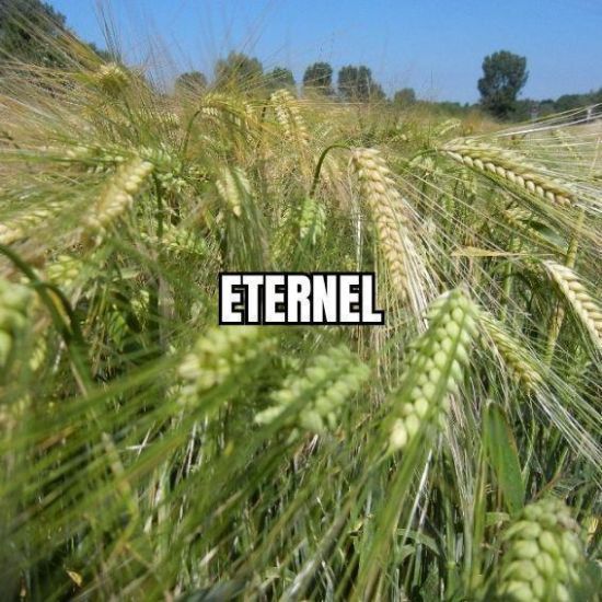 Image de ETERNEL BB