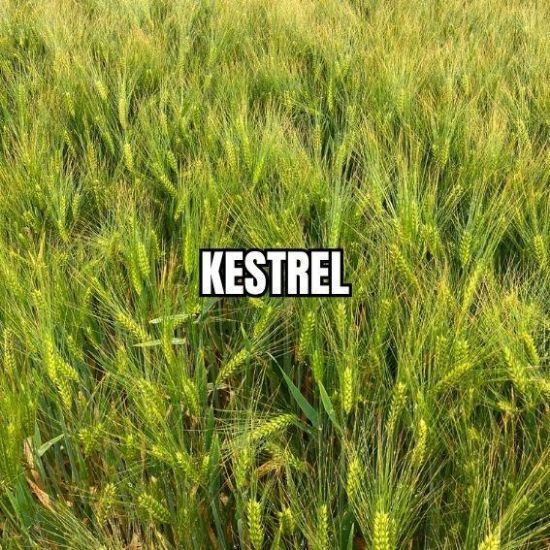 Image de KESTREL