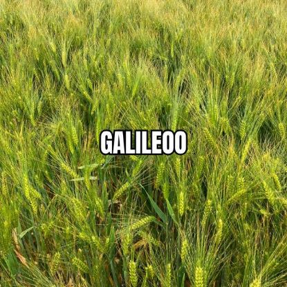 Image de GALILEOO
