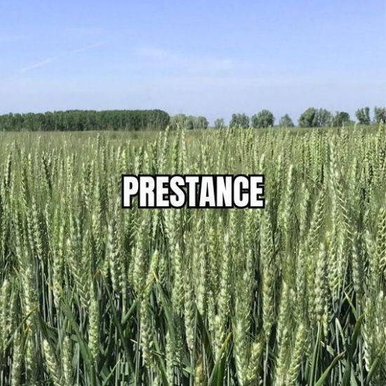 Image de PRESTANCE