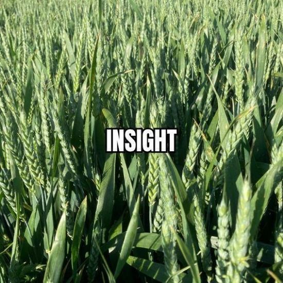 Image de INSIGHT BB
