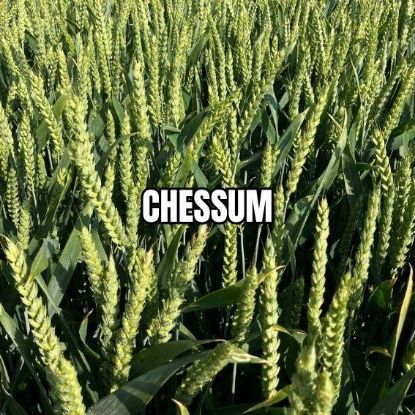 Image de CHESSUM