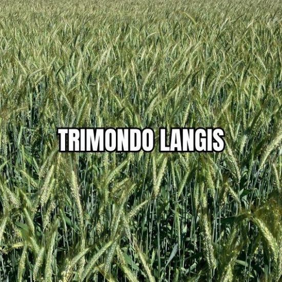 Image de TRIMONDO LAN