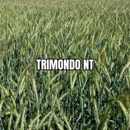 Image de TRIMONDO NT