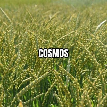 Image de COSMOS