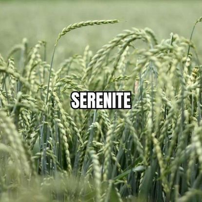 Image de SERENITE