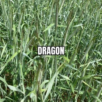 Image de DRAGON