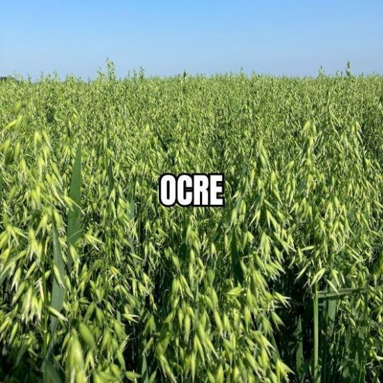 Image de OCRE BB