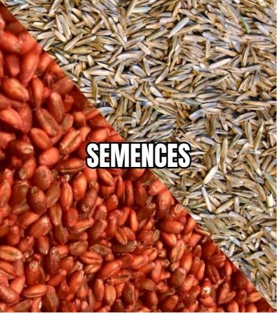 Image de la catégorie SEMENCES