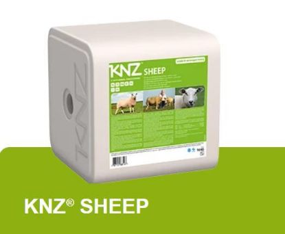 Image de KNZ MOUTON