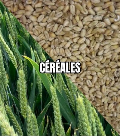 Image de la catégorie CEREALES