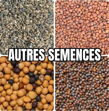 Image de la catégorie AUTRE SEMENCE