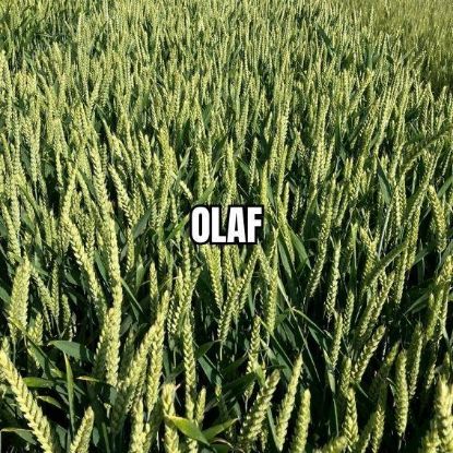 Image de OLAF