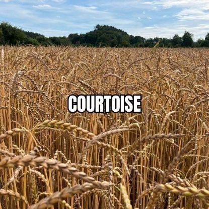 Image de COURTOISE