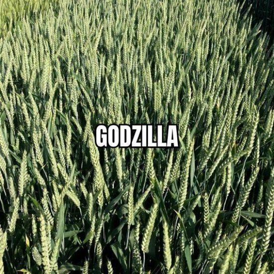 Image de GODZILLA