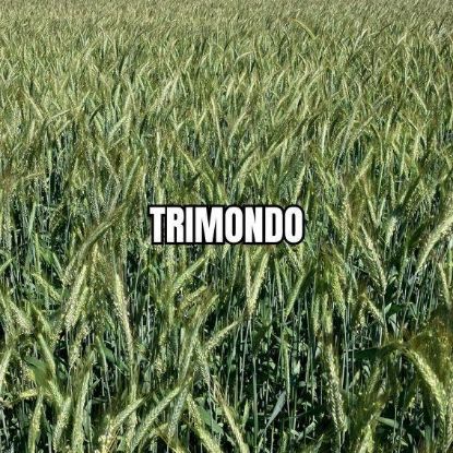 Image de TRIMONDO