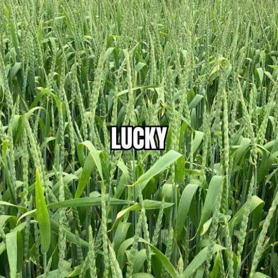 Image de LUCKY