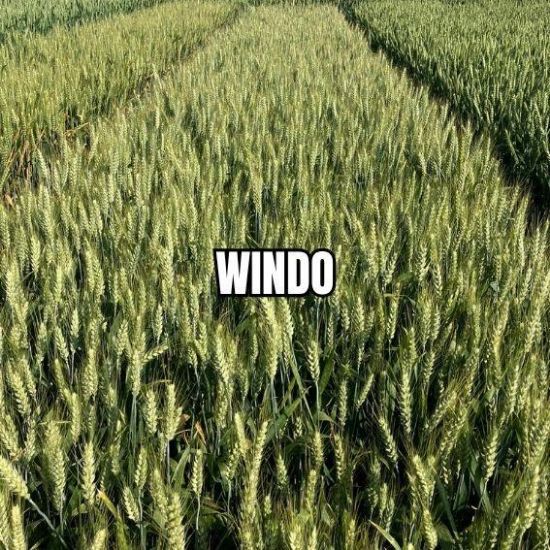Image de WINDO