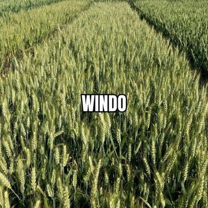 Image de WINDO