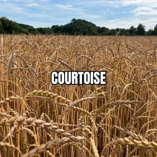 Image de COURTOISE
